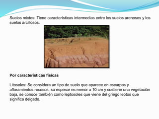 Suelos mixtos: Tiene características intermedias entre los suelos arenosos y los
suelos arcillosos.
Por características físicas
Litosoles: Se considera un tipo de suelo que aparece en escarpas y
afloramientos rocosos, su espesor es menor a 10 cm y sostiene una vegetación
baja, se conoce también como leptosoles que viene del griego leptos que
significa delgado.
 