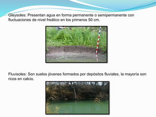 Gleysoles: Presentan agua en forma permanente o semipermanente con
fluctuaciones de nivel freático en los primeros 50 cm.
Fluvisoles: Son suelos jóvenes formados por depósitos fluviales, la mayoría son
ricos en calcio.
 