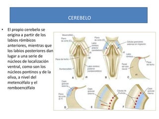 Labios Rombicos Desarrollo, Crecimiento y Maduración del Sistema Nervioso Central | PPTX