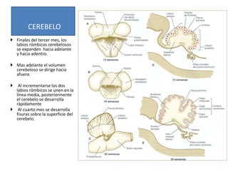 Labios Rombicos Desarrollo, Crecimiento y Maduración del Sistema Nervioso Central | PPTX