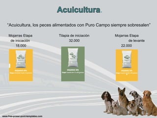 .
“Acuicultura, los peces alimentados con Puro Campo siempre sobresalen”
Mojarras Etapa Tilapia de iniciación Mojarras Etapa
de iniciación 32.000 de levante
18.000 22.000
 