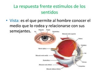 La respuesta frente estímulos de los
sentidos
• Vista: es el que permite al hombre conocer el
medio que lo rodea y relacionarse con sus
semejantes.
 