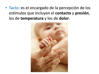 • Tacto: es el encargado de la percepción de los
estímulos que incluyen el contacto y presión,
los de temperatura y los de dolor.
 