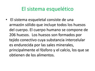 El sistema esquelético
• El sistema esqueletal consiste de una
armazón sólido que incluye todos los huesos
del cuerpo. El cuerpo humano se compone de
206 huesos. Los huesos son formados por
tejido conectivo cuya substancia intercelular
es endurecida por las sales minerales,
principalmente el fósforo y el calcio, los que se
obtienen de los alimentos.
 