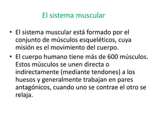• El sistema muscular está formado por el
conjunto de músculos esqueléticos, cuya
misión es el movimiento del cuerpo.
• El cuerpo humano tiene más de 600 músculos.
Estos músculos se unen directa o
indirectamente (mediante tendones) a los
huesos y generalmente trabajan en pares
antagónicos, cuando uno se contrae el otro se
relaja.
El sistema muscular
 