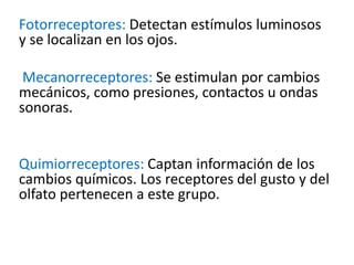 Fotorreceptores: Detectan estímulos luminosos
y se localizan en los ojos.
Mecanorreceptores: Se estimulan por cambios
mecánicos, como presiones, contactos u ondas
sonoras.
Quimiorreceptores: Captan información de los
cambios químicos. Los receptores del gusto y del
olfato pertenecen a este grupo.
 