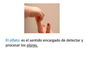 El olfato: es el sentido encargado de detectar y
procesar los olores.
 