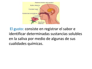 El gusto: consiste en registrar el sabor e
identificar determinadas sustancias solubles
en la saliva por medio de algunas de sus
cualidades químicas.
 