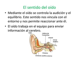 El sentido del oído
• Mediante el oído se controla la audición y el
equilibrio. Este sentido nos vincula con el
entorno y nos permite reaccionar ante él.
• El oído trabaja en el equipo para enviar
información al cerebro.
 