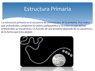 La estructura primaria es la secuencia de aminoácidos de la proteína. Nos indica
qué aminoácidos componen la cadena polipeptídica y el orden en que dichos
aminoácidos se encuentran. La función de una proteína depende de su secuencia y
de la forma que ésta adopte.
Estructura Primaria
 