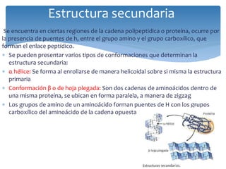 Se encuentra en ciertas regiones de la cadena polipeptidica o proteína, ocurre por
la presencia de puentes de h, entre el grupo amino y el grupo carboxílico, que
forman el enlace peptídico.
 Se pueden presentar varios tipos de conformaciones que determinan la
estructura secundaria:
 α hélice: Se forma al enrollarse de manera helicoidal sobre si misma la estructura
primaria
 Conformación β o de hoja plegada: Son dos cadenas de aminoácidos dentro de
una misma proteína, se ubican en forma paralela, a manera de zigzag
 Los grupos de amino de un aminoácido forman puentes de H con los grupos
carboxílico del aminoácido de la cadena opuesta
Estructura secundaria
 