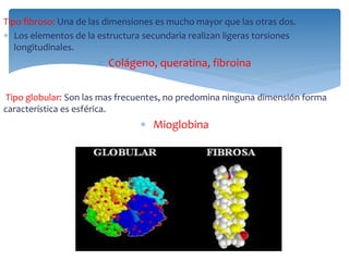 Tipo fibroso: Una de las dimensiones es mucho mayor que las otras dos.
 Los elementos de la estructura secundaria realizan ligeras torsiones
longitudinales.
 Colágeno, queratina, fibroina
Tipo globular: Son las mas frecuentes, no predomina ninguna dimensión forma
característica es esférica.
 Mioglobina
 