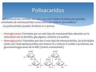 Los polisacáridos también llamados glucanos están formados por grandes
cantidades de monosacáridos conectados por enlaces glucosidicos.
Los polisacáridos pueden dividirse en 2 partes:
 Homoglucanos: Formados por un solo tipo de monosacáridos abundan en la
naturaleza son el almidón, glucógeno, celulosa y la quitina.
 Heteroglucanos: Formados por dos o mas tipo de monosacáridos, las principales
clases son heteropolisacaridos con enlaces N y enlaces O unidos a proteínas, los
glucosaminoglucanos de la MEC (matriz extracelular).
Polisacaridos
 
