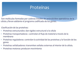 Son moléculas formadas por cadenas lineales de aminoácidos operadoras de la
célula y llevan adelante el programa codificado de los genes.
Clasificación de las proteínas:
 Proteínas estructurales: dan rigidez estructural a la célula
 Proteínas transportadoras : controlan el flujo de material a través de la
membrana
 Proteínas reguladoras: controlan la actividad de las proteínas y la función de los
genes
 Proteínas señalizadores: transmiten señales externas al interior de la célula.
 Proteínas motoras: producen movimiento
Proteínas
 