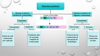 Mutaciones genómicas
Afectan el número
normal de cromosomas
Afectan el número de
algunos cromosomas
Euplodías Aneuploidías
Monoploidía Poliploidía
Existe un solo
cromosoma
por cada par.
Contienen más
de un juego
completo de
cromosomas.
Carecen de un
cromosoma de
una pareja de
homólogos.
Monosomías Trisomías
Poseen un
cromosoma
de más.
 
