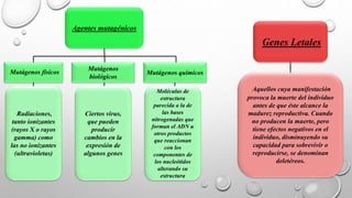 Agentes mutagénicos
Mutágenos físicos
Mutágenos
biológicos
Genes Letales
Aquellos cuya manifestación
provoca la muerte del individuo
antes de que éste alcance la
madurez reproductiva. Cuando
no producen la muerte, pero
tiene efectos negativos en el
individuo, disminuyendo su
capacidad para sobrevivir o
reproducirse, se denominan
deletéreos.
Radiaciones,
tanto ionizantes
(rayos X o rayos
gamma) como
las no ionizantes
(ultravioletas)
Ciertos virus,
que pueden
producir
cambios en la
expresión de
algunos genes
Mutágenos químicos
Moléculas de
estructura
parecida a la de
las bases
nitrogenadas que
forman el ADN u
otros productos
que reaccionan
con los
componentes de
los nucleótidos
alterando su
estructura
 