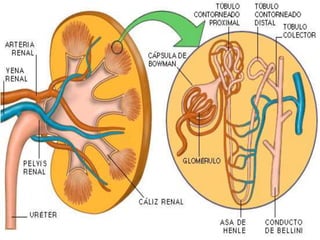Corpúsculo renal
Túbulo contorneado proximal
Asa de Henle
Túbulo contorneado distal
El corpúsculo renal es el componente d...
