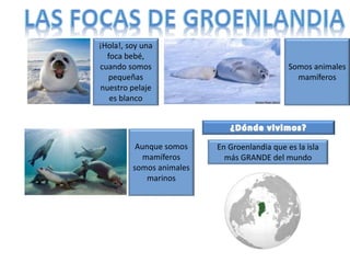 ¡Hola!, soy una
foca bebé,
cuando somos
pequeñas
nuestro pelaje
es blanco
Aunque somos
mamíferos
somos animales
marinos
Somos animales
mamíferos
En Groenlandia que es la isla
más GRANDE del mundo
 