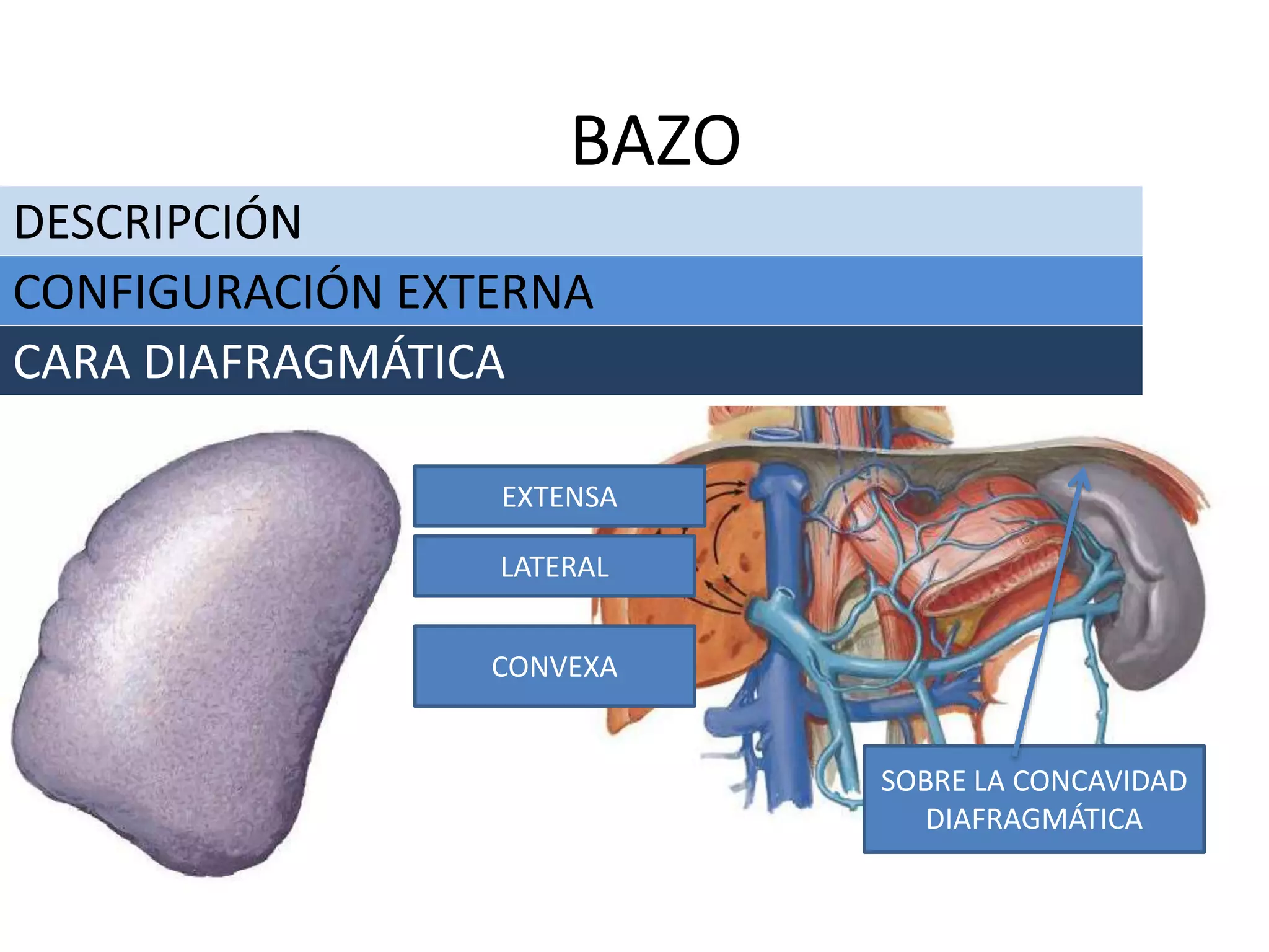 Anatomía del bazo | PPTX