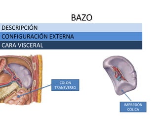 COLON
TRANSVERSO
DESCRIPCIÓN
BAZO
CONFIGURACIÓN EXTERNA
CARA VISCERAL
IMPRESIÓN
CÓLICA
 
