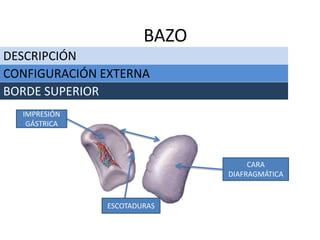 DESCRIPCIÓN
BAZO
CONFIGURACIÓN EXTERNA
BORDE SUPERIOR
ESCOTADURAS
IMPRESIÓN
GÁSTRICA
CARA
DIAFRAGMÁTICA
 