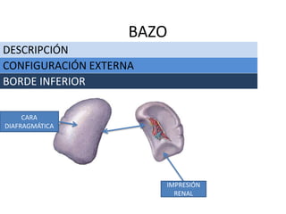 DESCRIPCIÓN
BAZO
CONFIGURACIÓN EXTERNA
BORDE INFERIOR
IMPRESIÓN
RENAL
CARA
DIAFRAGMÁTICA
 