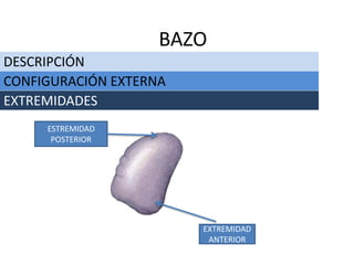DESCRIPCIÓN
BAZO
CONFIGURACIÓN EXTERNA
EXTREMIDADES
EXTREMIDAD
ANTERIOR
ESTREMIDAD
POSTERIOR
 