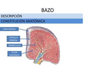 DESCRIPCIÓN
BAZO
CONSTITUCIÓN ANATÓMICA
CAPA SEROSA
CÁPSULA
FIBROSA
TRABÉCULAS
PULPA
ESPLÉNICA
 