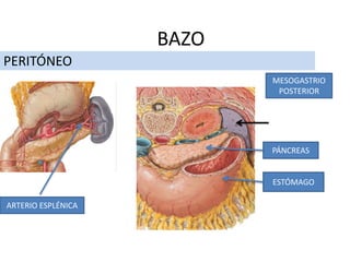 PERITÓNEO
BAZO
MESOGASTRIO
POSTERIOR
ESTÓMAGO
PÁNCREAS
ARTERIO ESPLÉNICA
 