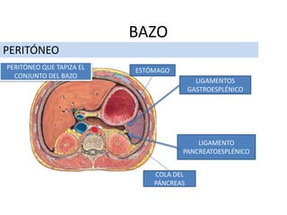 PERITÓNEO
BAZO
LIGAMENTO
PANCREATOESPLÉNICO
LIGAMENTOS
GASTROESPLÉNICO
ESTÓMAGO
COLA DEL
PÁNCREAS
PERITÓNEO QUE TAPIZA EL
CONJUNTO DEL BAZO
 