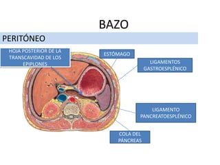 PERITÓNEO
BAZO
LIGAMENTO
PANCREATOESPLÉNICO
LIGAMENTOS
GASTROESPLÉNICO
ESTÓMAGO
COLA DEL
PÁNCREAS
HOJA POSTERIOR DE LA
TRANSCAVIDAD DE LOS
EPIPLONES
 