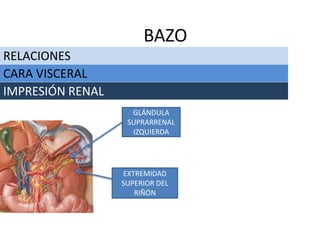 RELACIONES
BAZO
CARA VISCERAL
IMPRESIÓN RENAL
GLÁNDULA
SUPRARRENAL
IZQUIERDA
EXTREMIDAD
SUPERIOR DEL
RIÑÓN
 