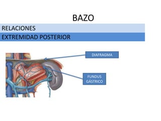FUNDUS
GÁSTRICO
RELACIONES
BAZO
EXTREMIDAD POSTERIOR
DIAFRAGMA
 