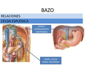 RELACIONES
BAZO
CELDA ESPLÉNICA
ATRÁS Y
LATERALMENTE:
DIAFRAGMA
ATRÁS: CELDA
RENAL IZQUIERDA
 