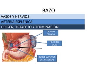 VASOS Y NERVIOS
BAZO
ARTERIA ESPLÉNICA
ORIGEN, TRAYECTO Y TERMINACIÓN
TRONCO
CELIACO
BORDE SUPERIOR
DEL PÁNCREAS
HILIO DEL
BAZO
 