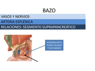 VASOS Y NERVIOS
BAZO
ARTERIA ESPLÉNICA
RELACIONES: SEGMENTO SUPRAPANCREÁTICO
HUNDIDA EN EL
PLEXO CELIACO
Y SUS RAMOS
 