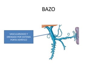 BAZO
VASCULARIZADO Y
DRENADO POR SISTEMA
PORTA HEPÁTICO
 