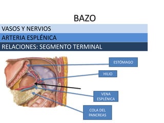 VASOS Y NERVIOS
BAZO
ARTERIA ESPLÉNICA
RELACIONES: SEGMENTO TERMINAL
COLA DEL
PANCREAS
ESTÓMAGO
VENA
ESPLÉNICA
HILIO
 
