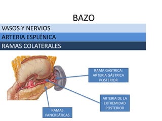 VASOS Y NERVIOS
BAZO
ARTERIA ESPLÉNICA
RAMAS COLATERALES
RAMA GÁSTRICA:
ARTERIA GÁSTRICA
POSTERIOR
ARTERIA DE LA
EXTREMIDAD
POSTERIOR
RAMAS
PANCREÁTICAS
 