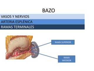 VASOS Y NERVIOS
BAZO
ARTERIA ESPLÉNICA
RAMAS TERMINALES
RAMA SUPERIOR
RAMA
INFERIOR
 