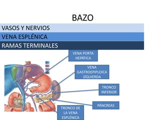 VASOS Y NERVIOS
BAZO
VENA ESPLÉNICA
RAMAS TERMINALES
VENA PORTA
HEPÁTICA
TRONCO
INFERIOR
VENA
GASTROEPIPLOICA
IZQUIERDA
TRONCO DE
LA VENA
ESPLÉNICA
PÁNCREAS
 