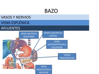 VASOS Y NERVIOS
BAZO
VENA ESPLÉNICA
AFLUENTES
VENAS GÁSTRICAS
CORTAS
VENA
GASTROEPIPLOICA
IZQUIERDA
VENA
MESENTERICA
INFERIOR
VENAS
PANCREÁTICAS
VENA GÁSTRICA
IZQUIERDA
 