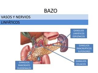 VASOS Y NERVIOS
BAZO
LINFÁTICOS
GANGLIOS
LINFÁTICOS
ESPLÉNICOS
GANGLIOS
PANCREATO
DUODENALES
GANGLIOS
CELIACOS
GANGLIOS
PANCREÁTICOS
SUPERIORES
 