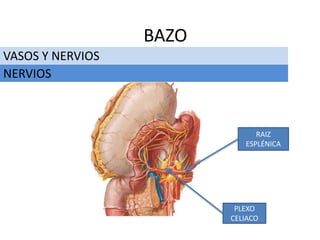 VASOS Y NERVIOS
BAZO
NERVIOS
PLEXO
CELIACO
RAIZ
ESPLÉNICA
 