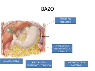 BAZO
A LA IZQUIERDA
DETRÁS DEL
ESTÓMAGO
ARRIBA DE LA
FLEXURA CÓLICA
IZQUIERDA
EN EL RECESO
SUBFRÉNICO IZQUIERDO
NO TIENE ACCION
DIGESTIVA
 
