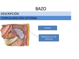 DESCRIPCIÓN
BAZO
CONFIGURACIÓN EXTERNA
OVOIDE
PARALELO A LA 10°
COSTILLA
 