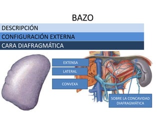 DESCRIPCIÓN
BAZO
CONFIGURACIÓN EXTERNA
CARA DIAFRAGMÁTICA
EXTENSA
LATERAL
CONVEXA
SOBRE LA CONCAVIDAD
DIAFRAGMÁTICA
 