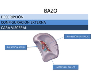DESCRIPCIÓN
BAZO
CONFIGURACIÓN EXTERNA
CARA VISCERAL
IMPRESIÓN RENAL
IMPRESIÓN GÁSTRICA
IMPRESIÓN CÓLICA
 