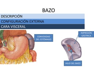 DESCRIPCIÓN
BAZO
CONFIGURACIÓN EXTERNA
CARA VISCERAL
IMPRESIÓN
GÁSTRICA
HILIO DEL BAZO
CONVEXIDAD
DEL ESTÓMAGO
 