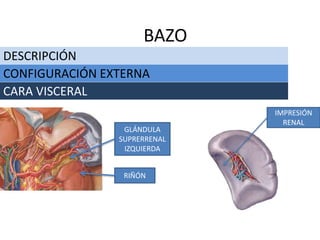 DESCRIPCIÓN
BAZO
CONFIGURACIÓN EXTERNA
CARA VISCERAL
IMPRESIÓN
RENAL
RIÑÓN
GLÁNDULA
SUPRERRENAL
IZQUIERDA
 